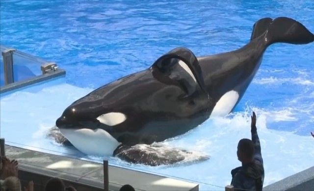 วาฬ 'ทิลิคุม' แห่งซีเวิลด์ลาโลก-ปอดติดเชื้อ