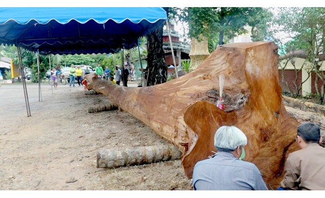 นำต้นตะเคียนอายุกว่า 50 ปี มาขุดเป็นเรือแข่งโบราณ