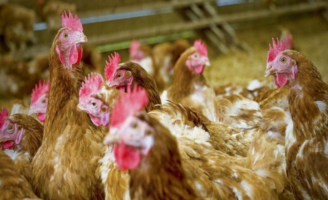 ขนไก่ทำฉนวนความร้อน