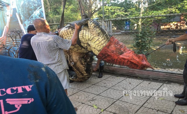 เผยโฉมจระเข้ 'นาเดีย' หนักกว่า1ตัน