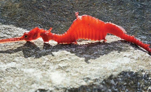 ตะลึง! นักวิทย์สหรัฐพบสัตว์ทะเลพันธุ์ใหม่