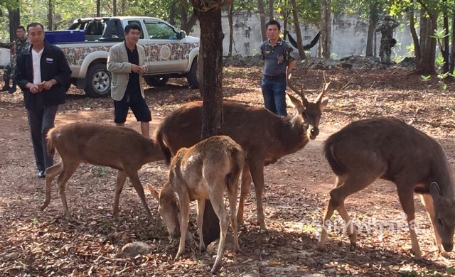 ย้ายสัตว์ป่าของกลางวัดเสือ100ตัว คาดใช้เวลาจับเป็นเดือน