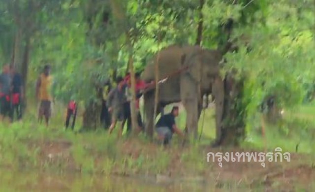จับช้างพลายตกมันที่พังงา ทำร้ายควาญเสียชีวิต1ราย