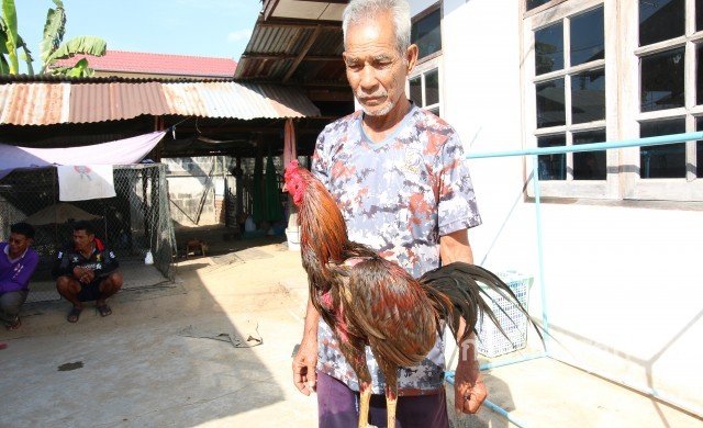 อากาศแปรปรวน ไก่ชนนำเป็นไข้หวัด ซึมเศร้าไม่กินอาหาร