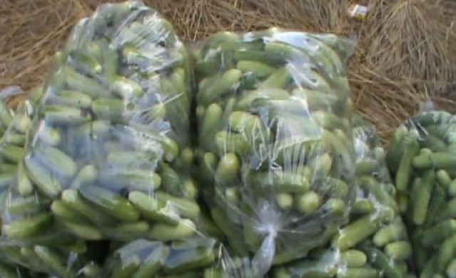 พลิกผืนนาปลูกแตงกวา ขายรับตรุษจีนรายได้งาม