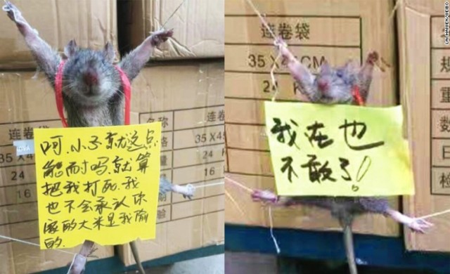 ชาวเน็ตจีนประณามมือดีจับหนูขึงพืดจนตาย