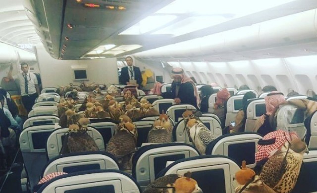 อึ้ง! พบเหยี่ยว 80 ตัว ในห้องโดยสารเครื่องบิน