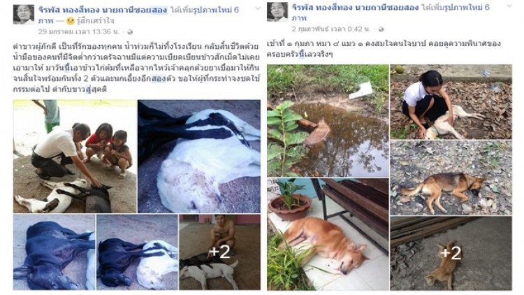 แช่งคนจิตใจต่ำ วางยาเบื่อ'หมา-แมว'ตายเพียบ