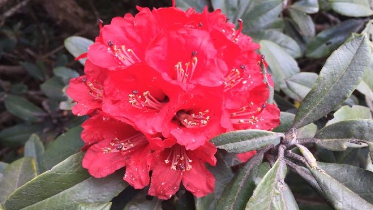 กุหลาบพันปีราชินีแห่งอินทนนท์ บานอวดโฉมรับวาเลนไทน์