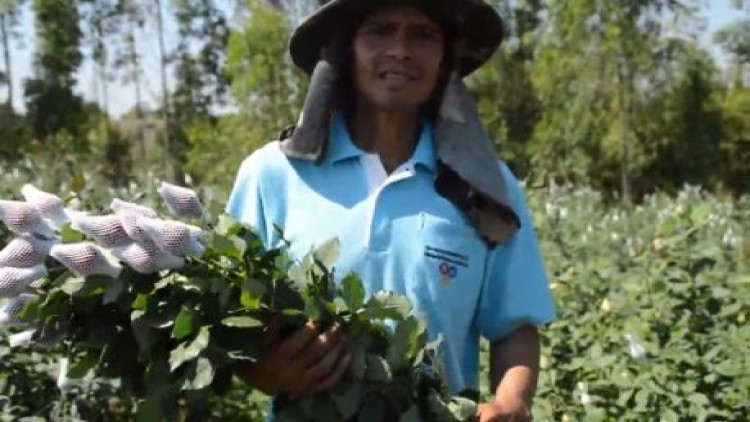 ปลูกกุหลาบตัดดอกป้อนตลาด ช่วงวันวาเลนไทน์ ราคาพุ่ง