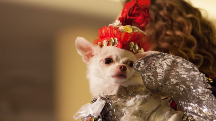 นิวยอร์กเพ็ทแฟชั่นโชว์ปีที่ 14