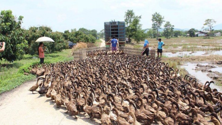 ภัยแล้งกระทบผู้เลี้ยงเป็ดไล่ทุ่ง