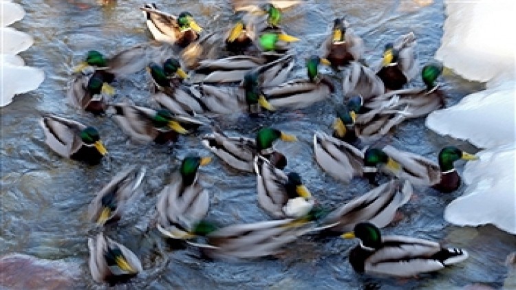 เป็ดหลายพันตัวหนีหนาวยึดสวนปีเตอร์ฮอฟ