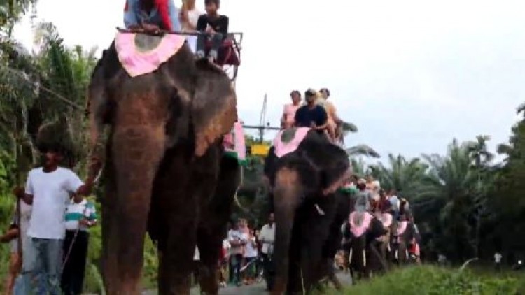 ใช้ช้าง11เชือกแห่นาค บวชลูกชาย รื้อฟื้นประเพณีแห่นาคช้าง