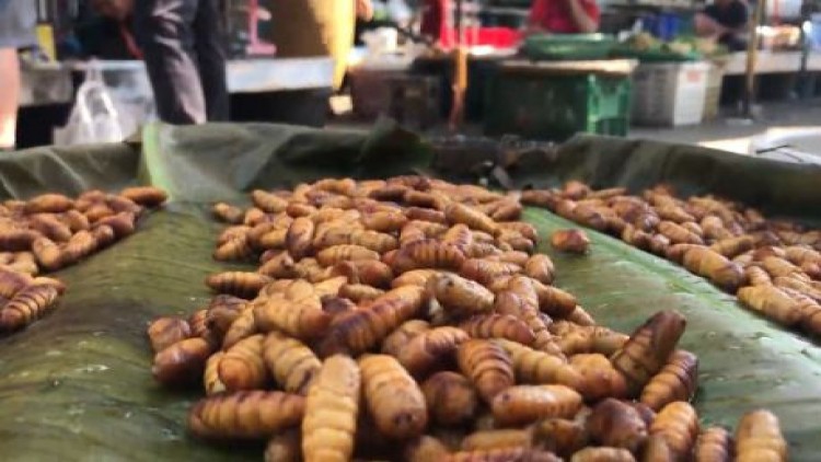 ตัวหนอนดักแด้ไหมขายดี คุณสมบัติเทียบเท่าไวอะกร้า