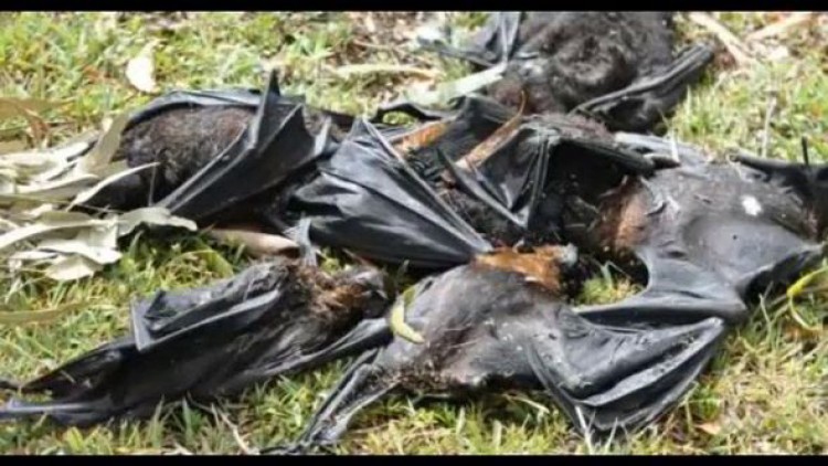 คลื่นความร้อนทพิษ! ค้างคาวแม่ไก่ออสซี่ช็อกตายกว่า 800 ตัว