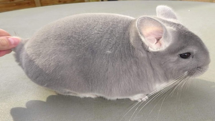 ชินชิล่าสุดแบ๊วขวัญใจชาวเน็ต