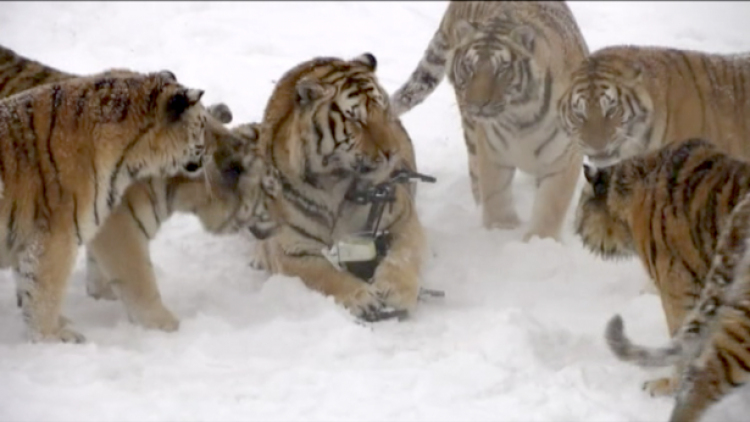 ฝูงเสืออ้วนจีนวิ่งไล่จับโดรน