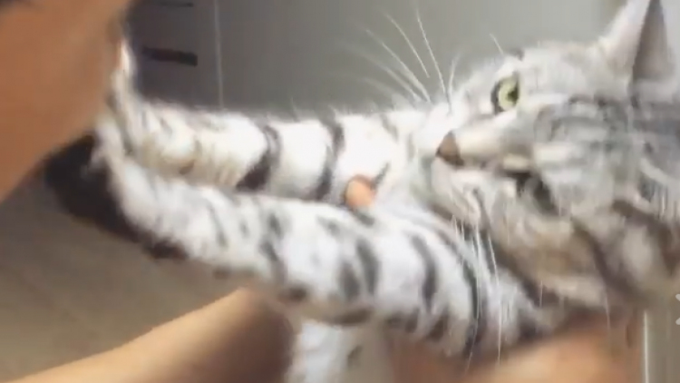 โลกโซเชียลแชร์คลิปแมวดื้อไม่ยอมให้เจ้าของหอม