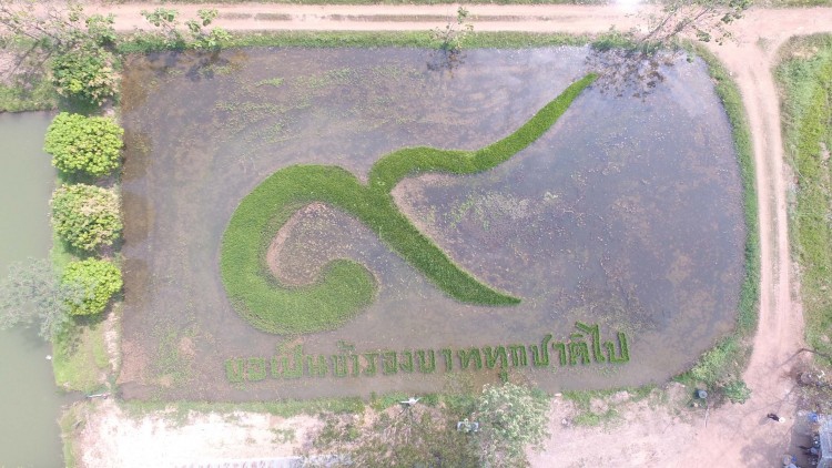 นาข้าวหมายเลข ๙ ชาวนาสำนึกในแนวทางเกษตรพอเพียง