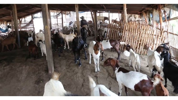 ผู้ว่าฯลพบุรี ส่งเสริมให้เกษตกร เลี้ยงแพะสู้ภัยแล้ง