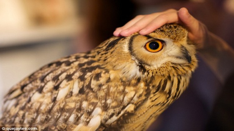 เตือน ‘คาเฟ่นกฮูก’ กระทบสัตว์