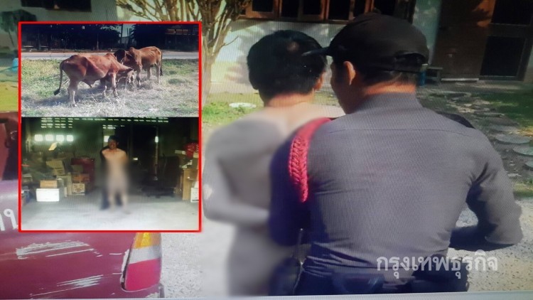 ช่วยด้วย! หนุ่มโฉดข่มขืนวัวสาว ชาวลำปางรุมจับวุ่นหมู่บ้าน 