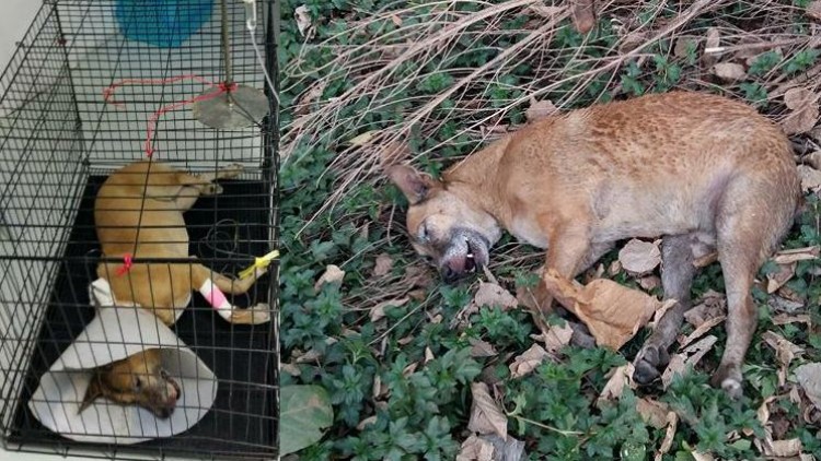 คนรักหมาเศร้า!  'เจ้าเป๋บางซื่อ' ตายแล้ว