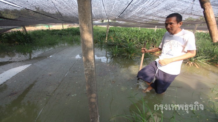 เสียหายหลายแสน! 'ธรรมกาย' ขุดคันดินทำน้ำท่วมสวนเตย