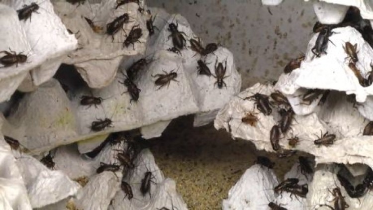 ไม่สนแล้ง เลี้ยงแมงสะดิ้งขาย 2เดือนรายได้70,000บาท