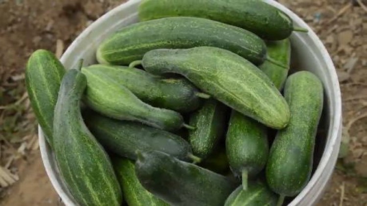 เกษตรกรจ.เลย ปลูกแตงกวาขาย รายได้กว่าสามแสนบาทต่อปี