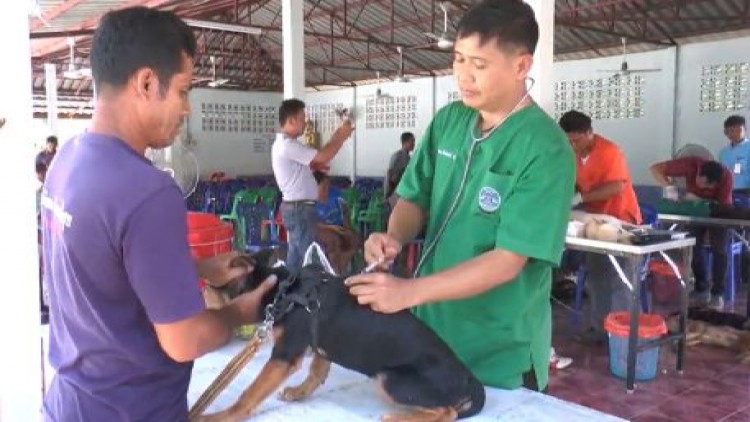 บุรีรัมย์ประกาศเป็นเขตระบาด พิษสุนัขบ้าทั้งจังหวัด