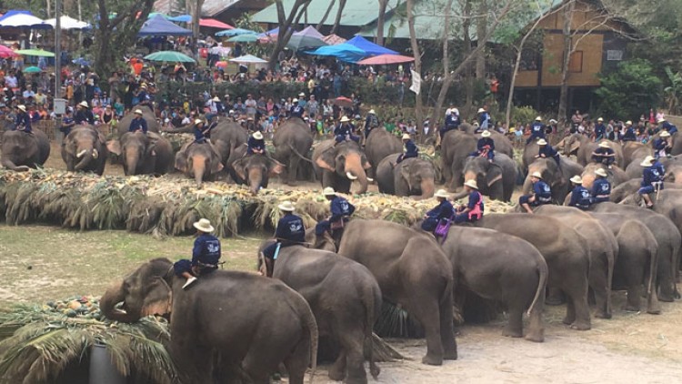 ช้างกว่า80เชือก ล้อมวงขันโตกผลไม้ งานวันช้างไทยเชียงใหม่