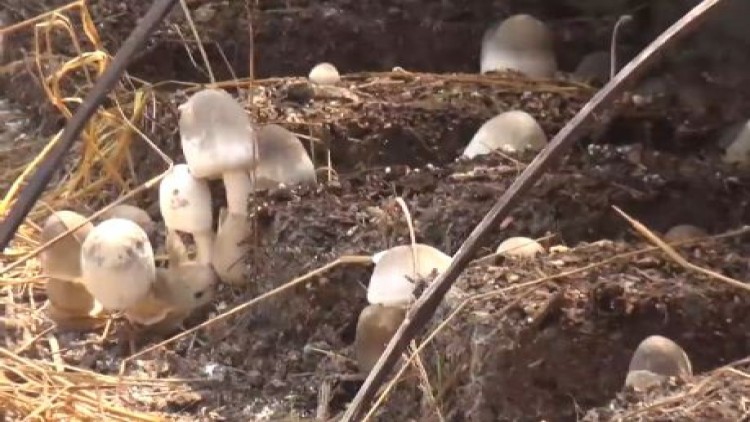 เกษตรกรรวมกลุ่มเพาะเห็ดฟางแปลงใหญ่ รายได้ปีละ1แสนบาท