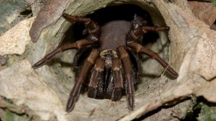 อึ้ง! ผลวิจัยชี้แมงมุมกินแมลงปีละ 800 ล้านตัน