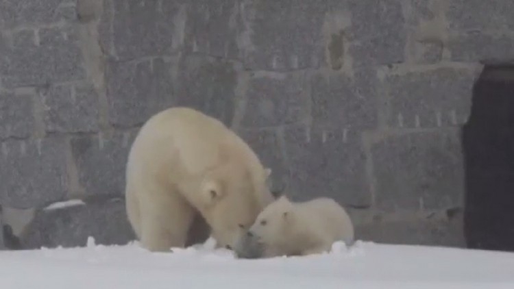 ลูก 'หมีขาว' ฟินแลนด์รับหิมะครั้งแรก