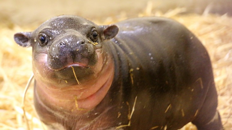 ออสซี่เผยโฉม ‘ฮิปโปแคระแรกเกิด'