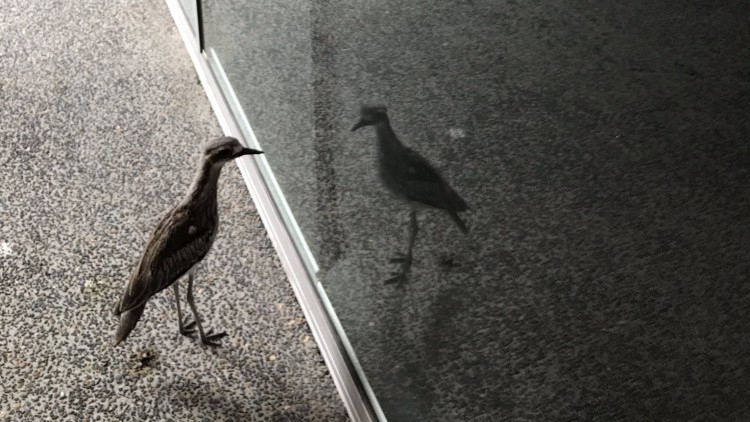 ‘นกหลงตัวเอง’ ขวัญใจชาวเน็ต