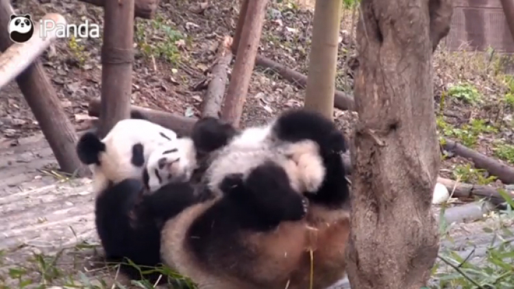 สื่อจีนเผยคลิปครอบครัวแพนด้าเล่นซน