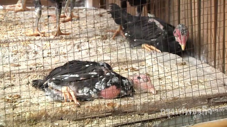 อหิวาห์ไก่ระบาด ตายยกเล้าทั้งตำบลกว่า 1,000 ตัว 