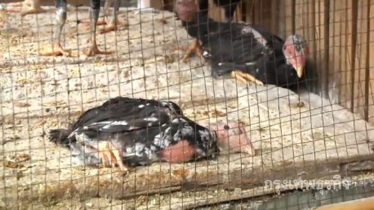 อหิวาต์ไก่ระบาด ชาวบ้านเศร้าไก่ชนตายยกเล้า