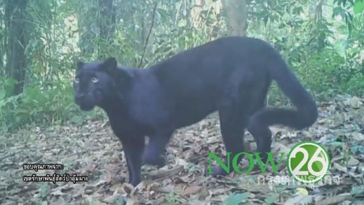 ชมภาพแอบถ่าย “เสือดำ” กลางป่าอุ้มผาง