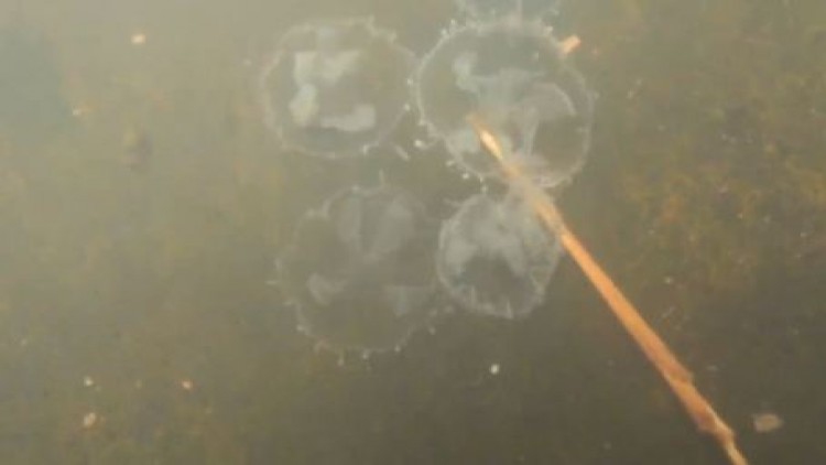 แมงกะพรุนน้ำจืดออกมาว่ายน้ำที่แก่งจิก จ.พิษณุโลก