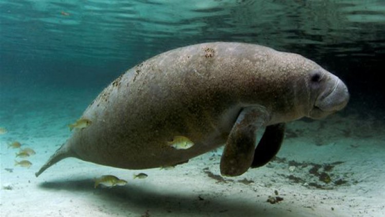 สหรัฐปรับสถานะ 'พะยูนอินเดียตะวันตก' เป็นเสี่ยงสูญพันธุ์