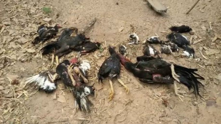 ประกาศเมืองขอนแก่นเป็นเขตโรคระบาดชั่วคราว-ไก่ตายต่อเนื่อง