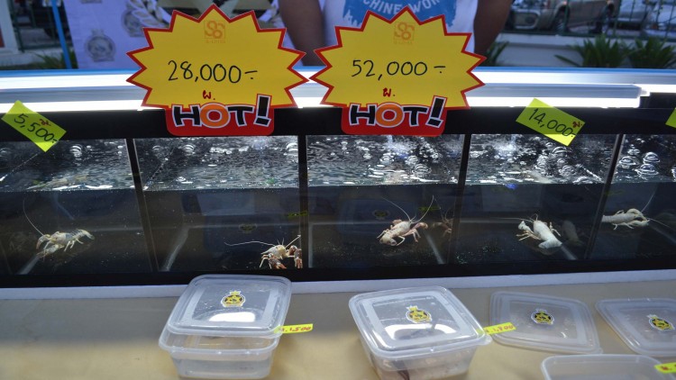 ครั้งแรก!! จ.พิษณุโลกเปิดตลาดนัดกุ้งเครฟิช-สัตว์เลี้ยง
