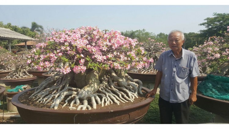 'ชวนชม' ต้นละ1ล้าน ออกดอกสวยงามที่จ.พิจิตร