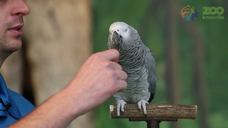 นกแก้ว ‘ไอน์สไตน์’ เลียนเสียงสารพัด ฟังเลย!