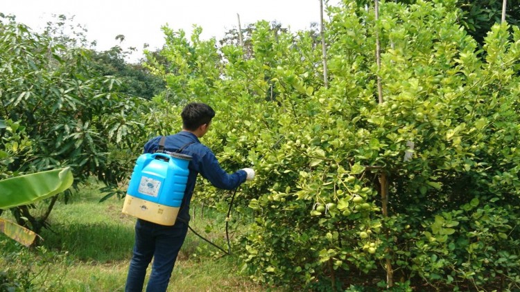 “แอคทีฟแพ็คเกจจิ้ง” ยืดอายุลูกมะนาวสดนาน 3 เดือน 