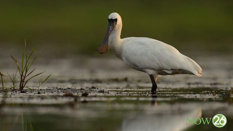 พบนกปากช้อนหน้าดำหายากบินลงพื้นที่หนองกุดทิง
